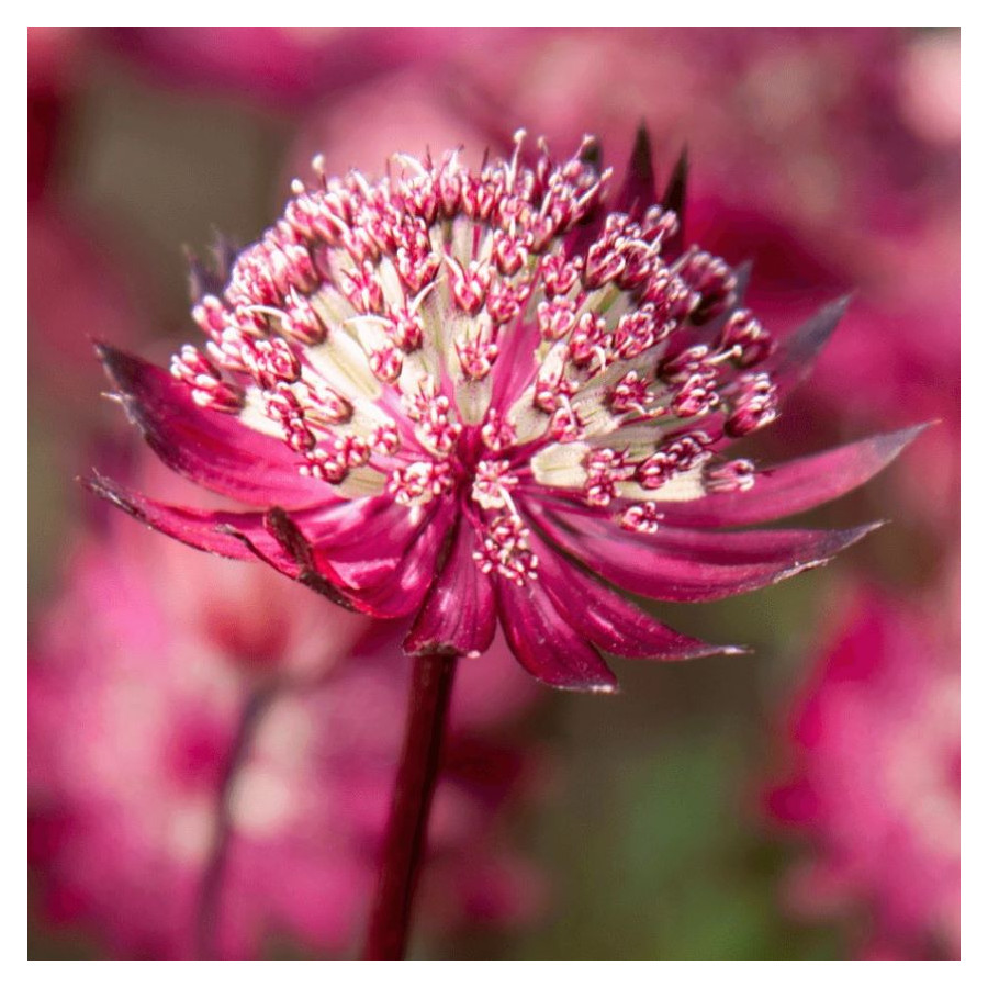 Astrantia major Astra Red Jarzmianka większa- Rośliny od Ogrodnika Szkółka Barcikowscy