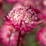 Astrantia major Astra Red Jarzmianka większa- Rośliny od Ogrodnika Szkółka Barcikowscy