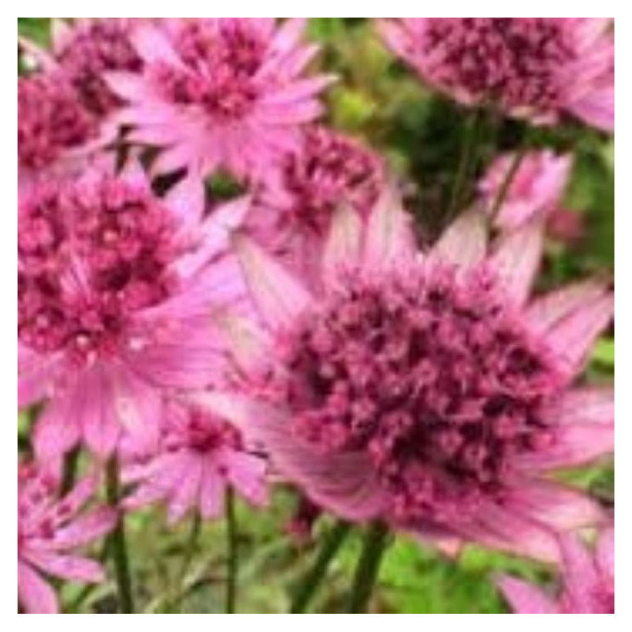 Astrantia major Astra Red Jarzmianka większa- Rośliny od Ogrodnika Szkółka Barcikowscy