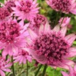 Astrantia major Astra Red Jarzmianka większa- Rośliny od Ogrodnika Szkółka Barcikowscy