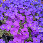 Aubrieta Glacier Blue Żagwin ogrodowy