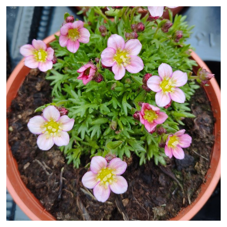 Saxifraga Mix Skalnica Mix odmian