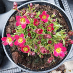 Saxifraga Mix Skalnica Mix odmian