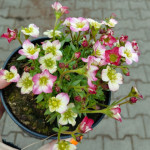 Saxifraga Mix Skalnica Mix odmian