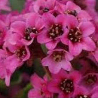 Bergenia x bybrida Vintage Pink Bergenia- Rośliny od Ogrodnika Szkółka Barcikowscy