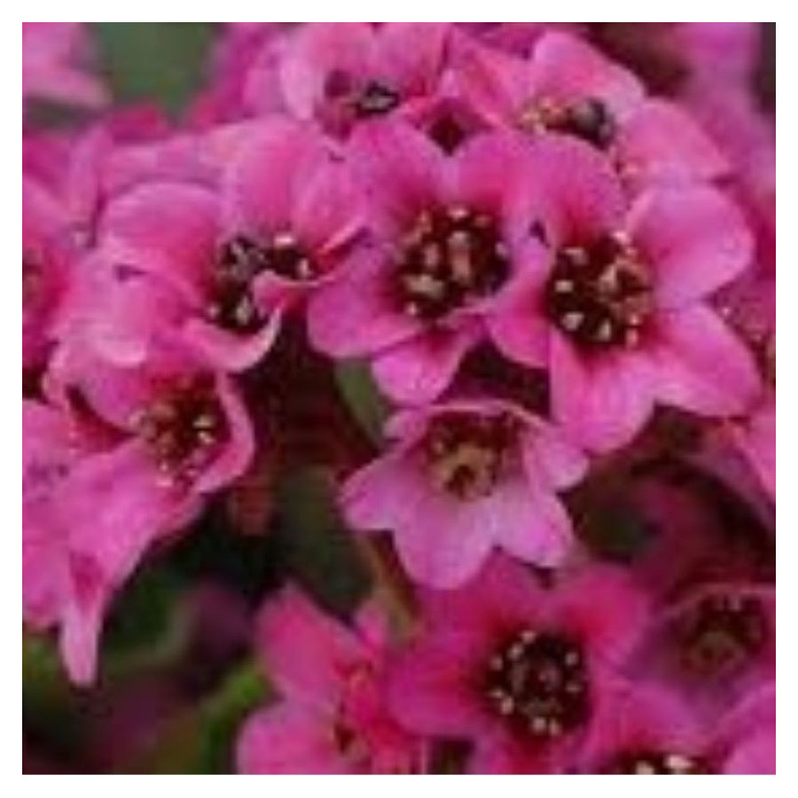 Bergenia x bybrida Vintage Pink Bergenia