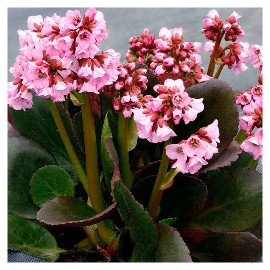 Bergenia x hybrida Vintage Blush Bergenia- Rośliny od Ogrodnika Szkółka Barcikowscy