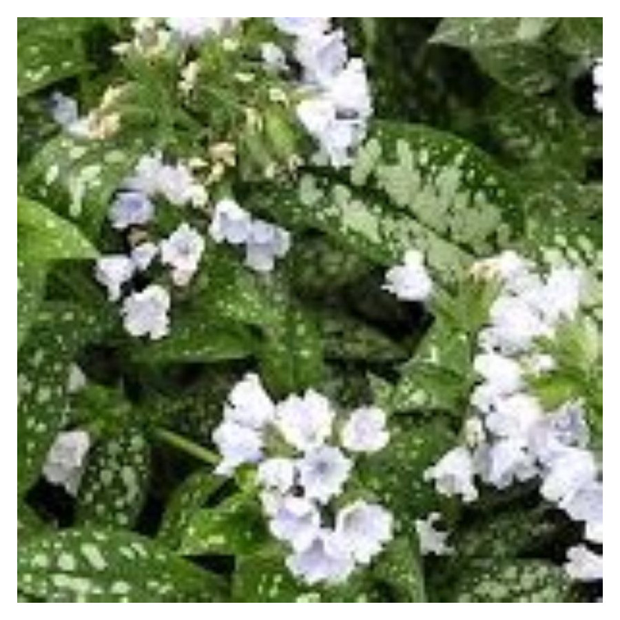 Pulmonaria Opal Miodunka- Rośliny od Ogrodnika Szkółka Barcikowscy