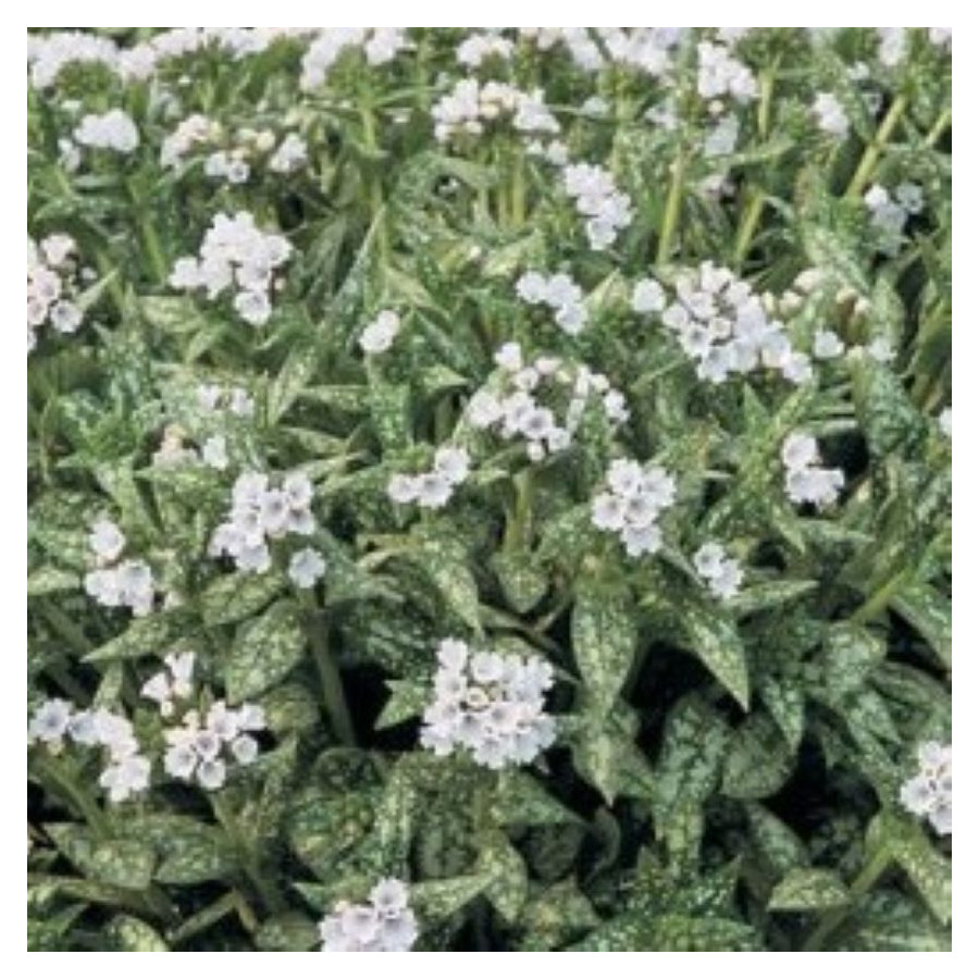 Pulmonaria Opal Miodunka- Rośliny od Ogrodnika Szkółka Barcikowscy