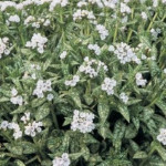 Pulmonaria Opal Miodunka- Rośliny od Ogrodnika Szkółka Barcikowscy