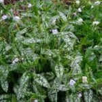 Pulmonaria Opal Miodunka- Rośliny od Ogrodnika Szkółka Barcikowscy
