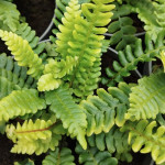 Blechnum spicant Podrzeń żebrowiec