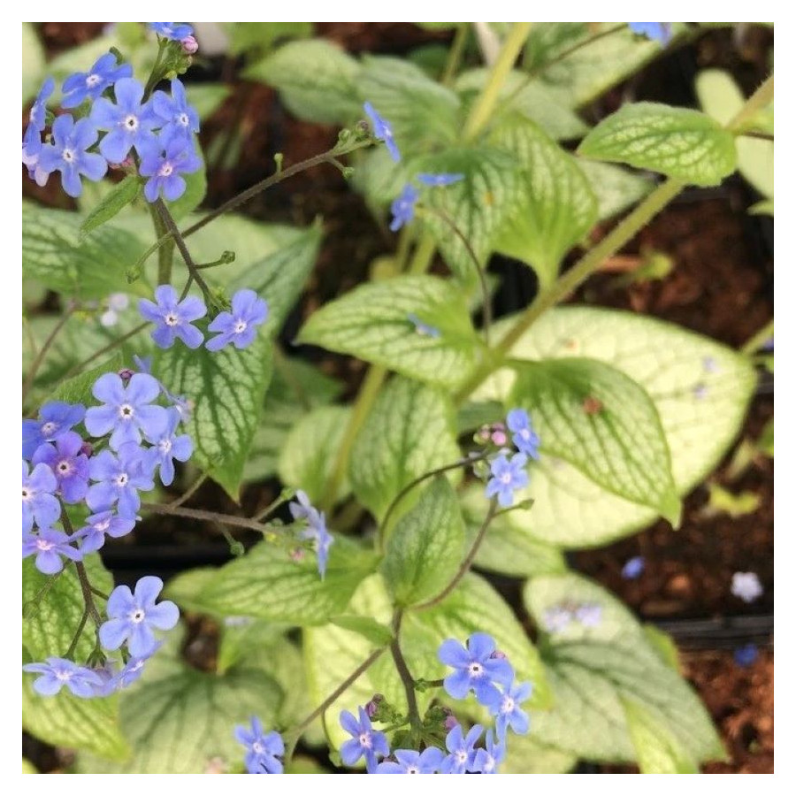 Brunnera Sea Heart Brunnera- Rośliny od Ogrodnika Szkółka Barcikowscy