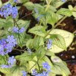 Brunnera Sea Heart Brunnera- Rośliny od Ogrodnika Szkółka Barcikowscy