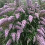 Buddleja davidii Pink Cascade- Rośliny od Ogrodnika Szkółka Barcikowscy