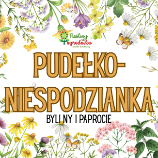 Pudełko niespodzianka z bylinami i trawami - Rośliny od Ogrodnika Szkółka Barcikowscy
