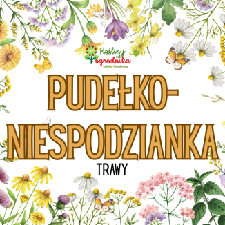 Pudełko-niespodzianka z trawami - Rośliny od Ogrodnika Szkółka Barcikowscy