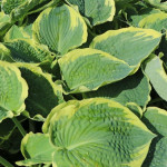 Hosta American Halo Funkia