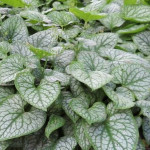 Brunnera macrophylla Silver Spear- Rośliny od Ogrodnika Szkółka Barcikowscy
