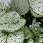 Brunnera macrophylla Silver Spear- Rośliny od Ogrodnika Szkółka Barcikowscy