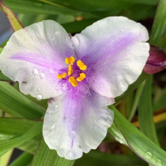 Tradescantia andersoniana...