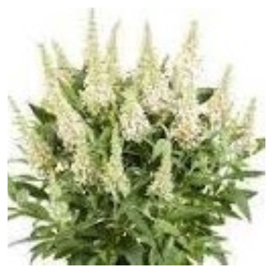 Buddleja Butterfly Candy Little White  Budleja Davida- Rośliny od Ogrodnika Szkółka Barcikowscy