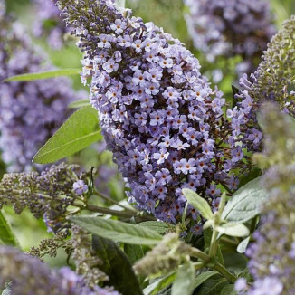 Buddleja Butterfly Candy Little Sweetheart Budleja Dawida - Rośliny od Ogrodnika Szkółka Barcikowscy