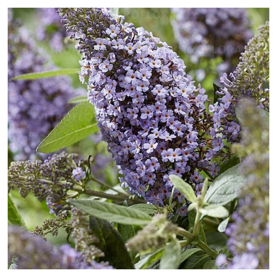 Buddleja Butterfly Candy Little Sweetheart Budleja Dawida - Rośliny od Ogrodnika Szkółka Barcikowscy