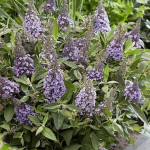 Buddleja Butterfly Candy Little Sweetheart Budleja Dawida - Rośliny od Ogrodnika Szkółka Barcikowscy