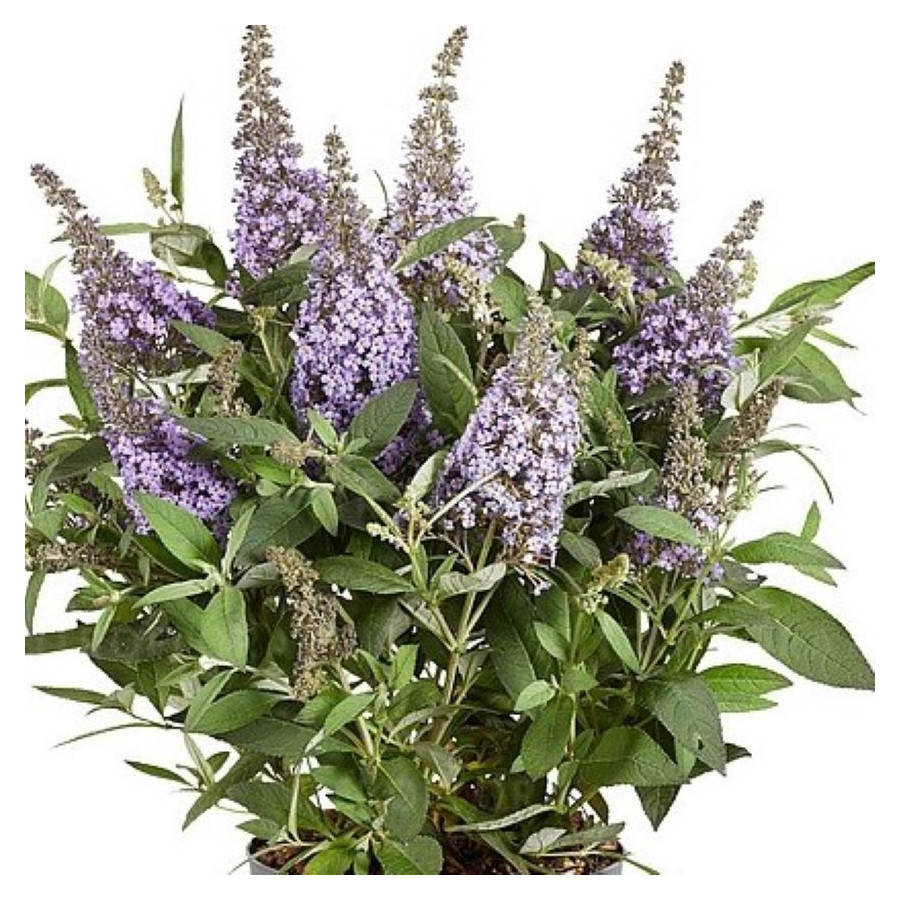 Buddleja Butterfly Candy Little Sweetheart Budleja Dawida - Rośliny od Ogrodnika Szkółka Barcikowscy