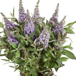 Buddleja Butterfly Candy Little Sweetheart Budleja Dawida - Rośliny od Ogrodnika Szkółka Barcikowscy