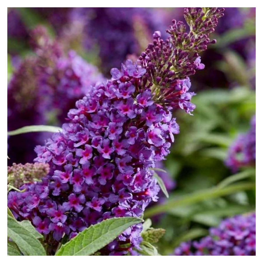 Buddleja Butterfly Candy Little Purple - Rośliny od Ogrodnika Szkółka Barcikowscy