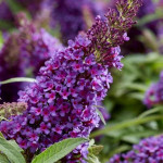 Buddleja Butterfly Candy Little Purple - Rośliny od Ogrodnika Szkółka Barcikowscy