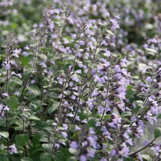 Calamintha nepeta Blue Cloud Czyścica wielkokwiatowa- Rośliny od Ogrodnika Szkółka Barcikowscy