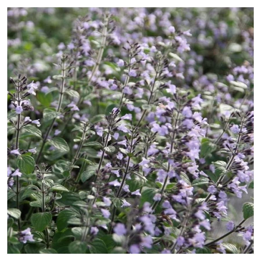 Calamintha nepeta Blue Cloud Czyścica wielkokwiatowa- Rośliny od Ogrodnika Szkółka Barcikowscy