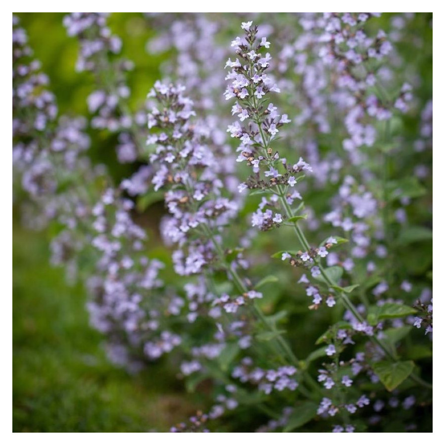 Calamintha nepeta Blue Cloud Czyścica wielkokwiatowa- Rośliny od Ogrodnika Szkółka Barcikowscy
