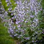 Calamintha nepeta Blue Cloud Czyścica wielkokwiatowa- Rośliny od Ogrodnika Szkółka Barcikowscy