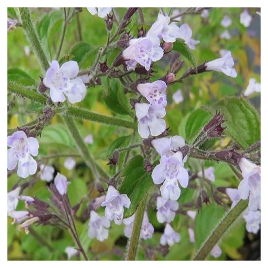 Calamintha nepeta Blue Cloud Czyścica wielkokwiatowa- Rośliny od Ogrodnika Szkółka Barcikowscy