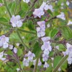 Calamintha nepeta Blue Cloud Czyścica wielkokwiatowa- Rośliny od Ogrodnika Szkółka Barcikowscy