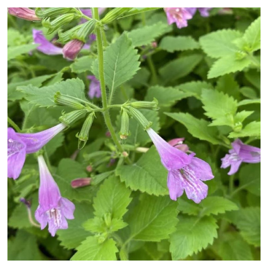 Calamintha grandiflora Czyścica wielkokwiatowa- Rośliny od Ogrodnika Szkółka Barcikowscy