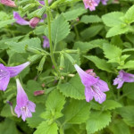 Calamintha grandiflora Czyścica wielkokwiatowa- Rośliny od Ogrodnika Szkółka Barcikowscy