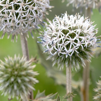 Echinops Arctic Glow...