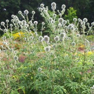 Echinops Arctic Glow...