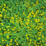 Lysimachia nummularia Tojeść rozesłana