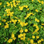Lysimachia nummularia Tojeść rozesłana