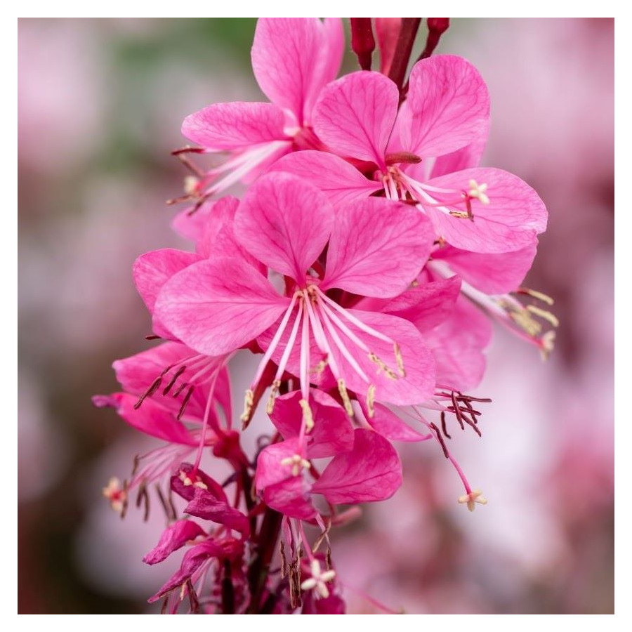 Gaura Graceful Pink Gaura- Rośliny od Ogrodnika Szkółka Barcikowscy