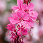 Gaura Graceful Pink Gaura- Rośliny od Ogrodnika Szkółka Barcikowscy