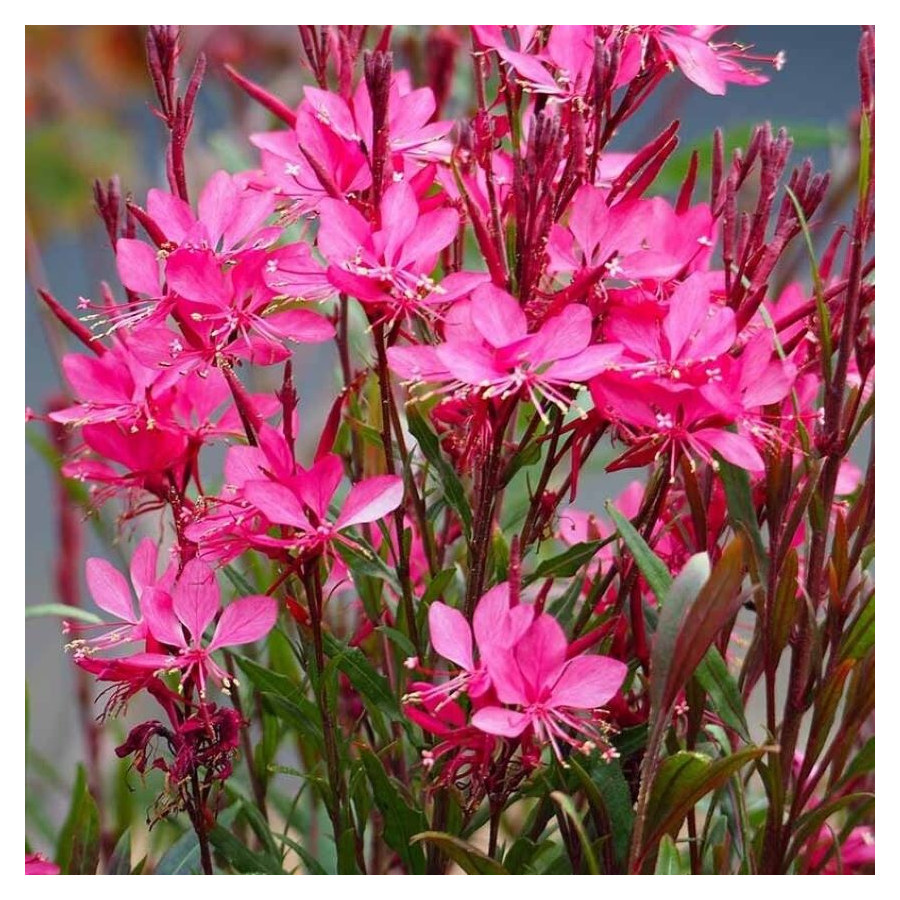 Gaura Graceful Pink Gaura- Rośliny od Ogrodnika Szkółka Barcikowscy