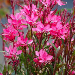 Gaura Graceful Pink Gaura- Rośliny od Ogrodnika Szkółka Barcikowscy