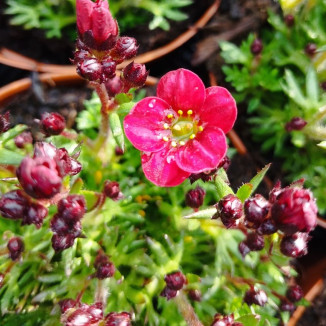 Saxifraga arendsii Marto...